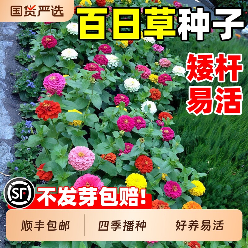 百日草种子四季播种耐寒耐旱步步高花种花海工程野花组合花卉花籽