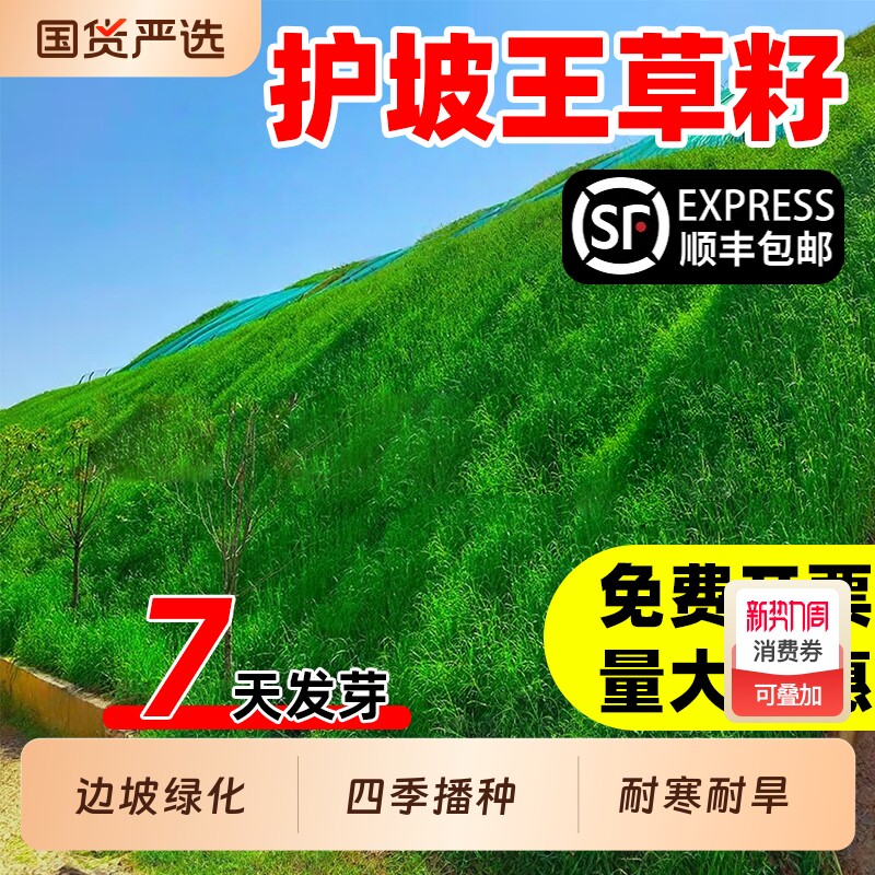 护坡王草籽四季常青耐旱矿山复绿堤坝护坡固土黑麦草复绿草坪种子