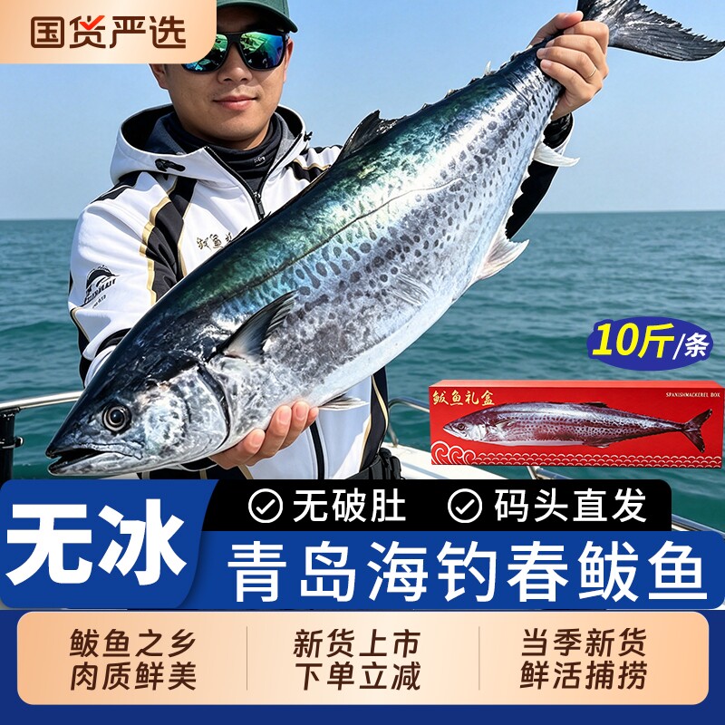 青岛大鲅鱼新鲜冷冻超大马鲛鱼整箱10斤整条特大燕鲅鱼冰生鲜礼盒