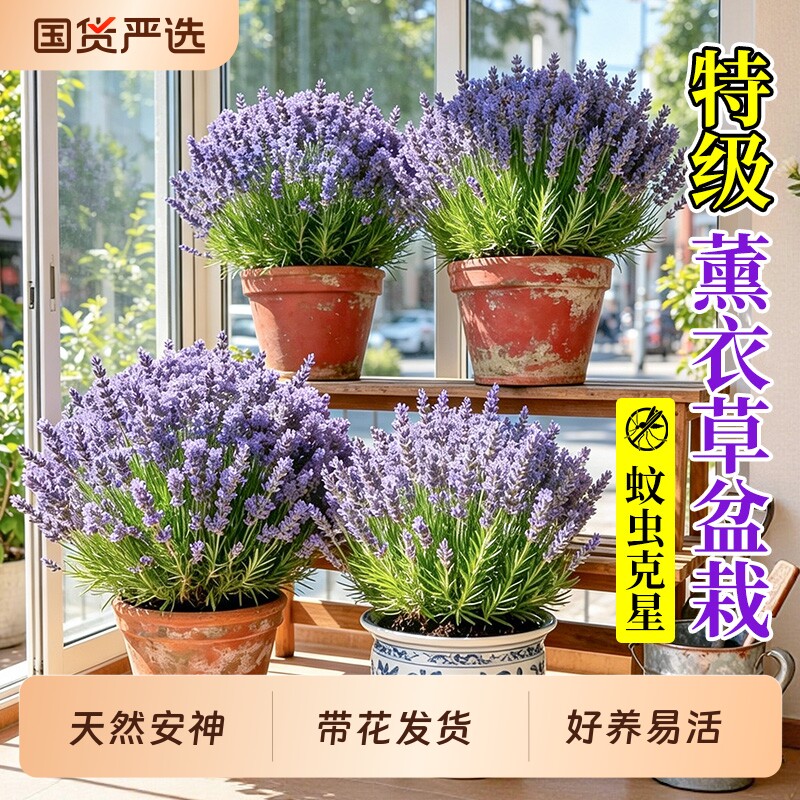 薰衣草盆栽带花苗驱蚊驱虫植物鲜花卉室内外桌面阳台四季好养绿植