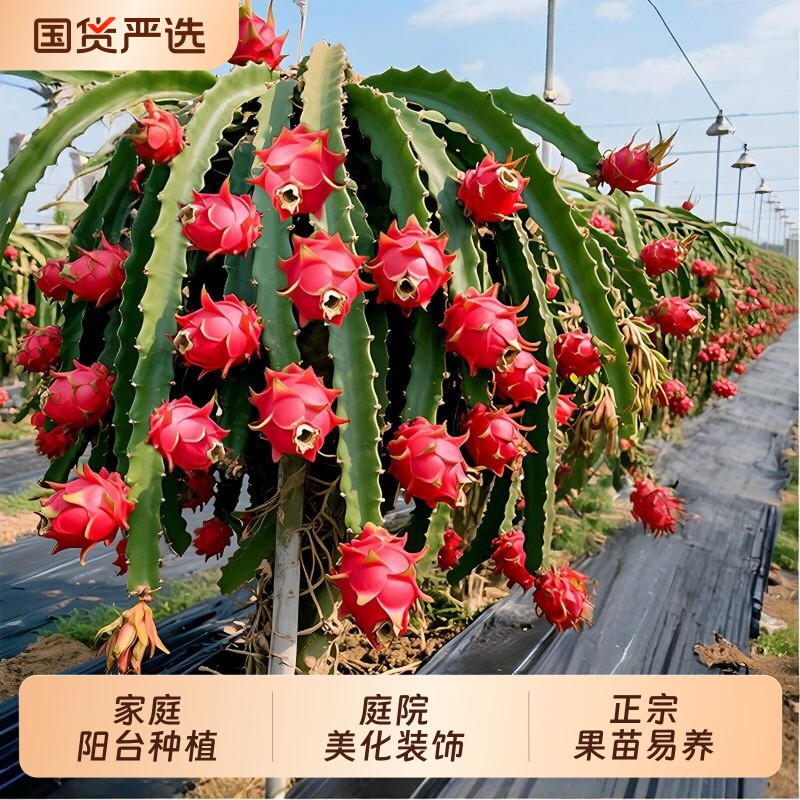 红心火龙果苗树结果嫁接带根阳台家庭种植庭院盆栽红心果苗嫁接苗