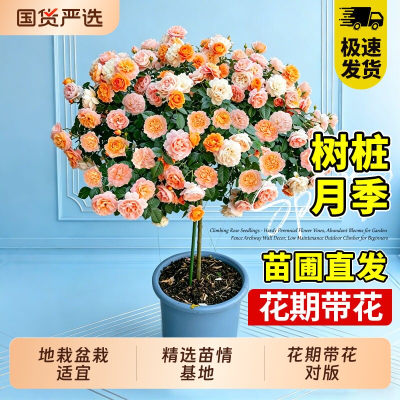 特大树状树桩月季老桩多花卉盆栽庭院室外花园四季植物棒棒糖月季