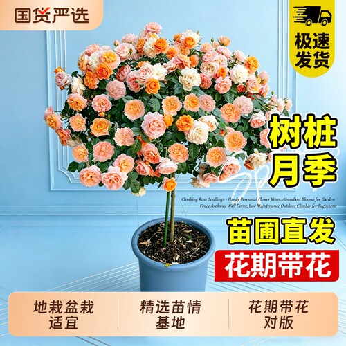 棒棒糖月季多花卉盆栽庭院