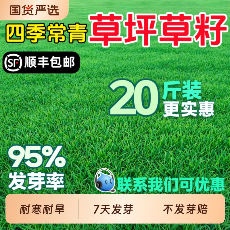 草坪草籽四季常青绿化护坡狗牙根百慕大黑麦草马尼拉草种子庭院