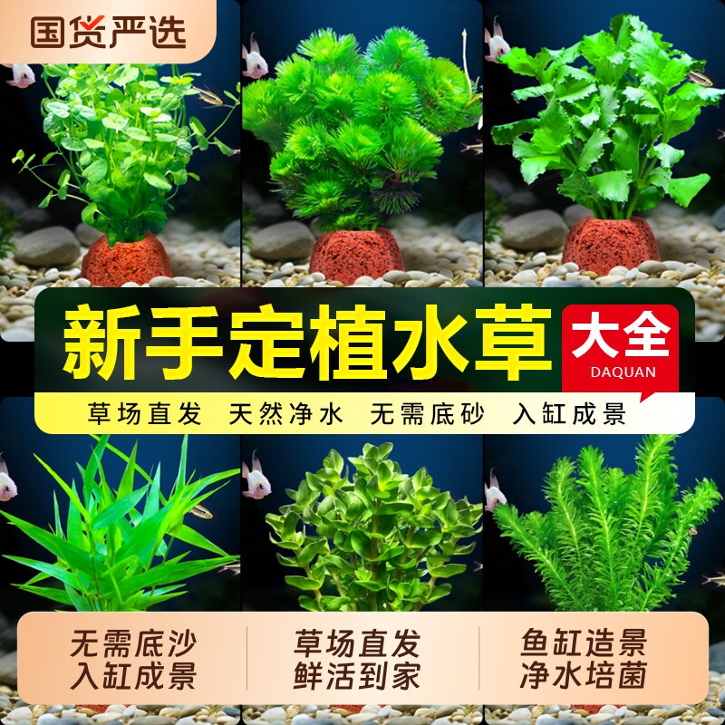 鱼缸火山石水草植物真草绿菊蜈蚣草水榕净化水质水草造景矮珍珠