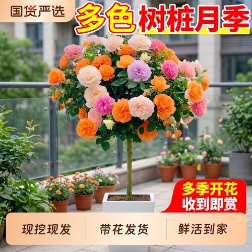 树桩月季棒棒糖花苗开花室外庭院月季花卉植物玫瑰花树苗盆栽