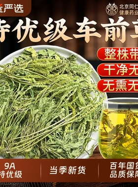 车前草野生泡水喝的功效与作用茶干货中药利尿降酸消肿官方旗舰店