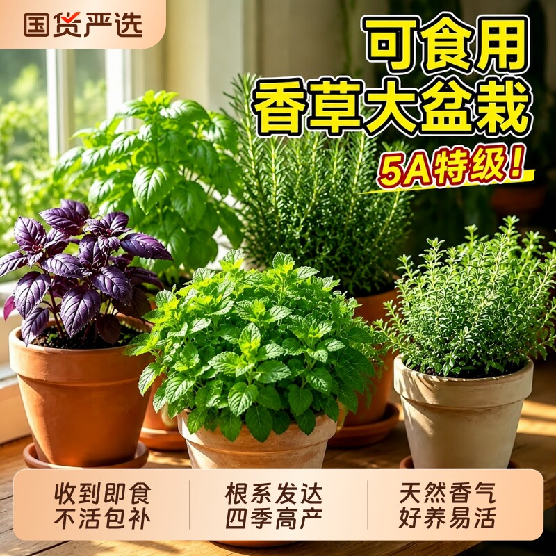 薄荷紫苏罗迷迭香勒香茅草百里香可食用香草盆栽绿植香料驱蚊植物