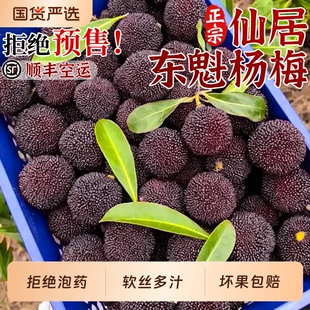 大杨梅顺丰正宗仙居东魁杨梅鲜果当季现摘新鲜水果整箱现货包邮