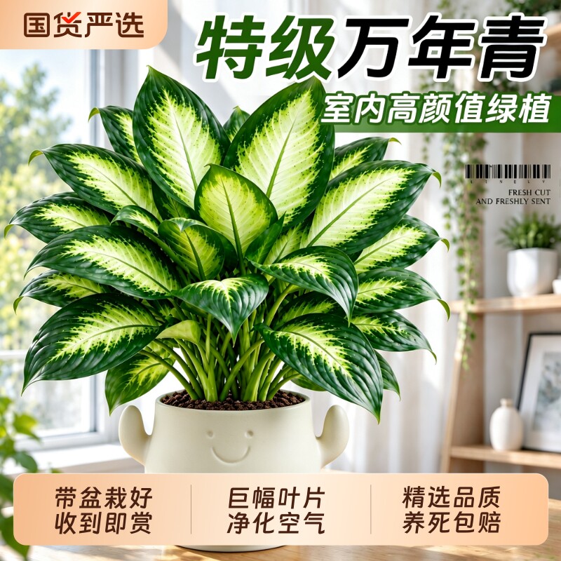 万年青绿植盆栽室内桌面植物玛丽安客厅办公室四季常青净化空气养