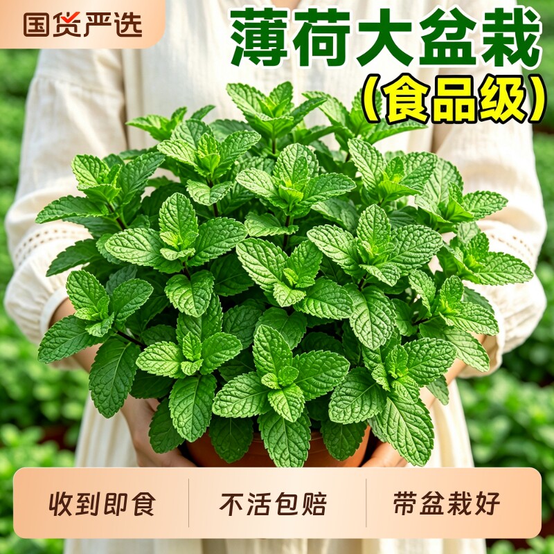 薄荷盆栽可食用植物迷迭香留兰香薄荷苗叶室内桌面绿植四季好养图片