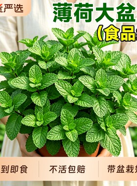 薄荷盆栽可食用植物迷迭香留兰香薄荷苗叶室内桌面绿植四季好养