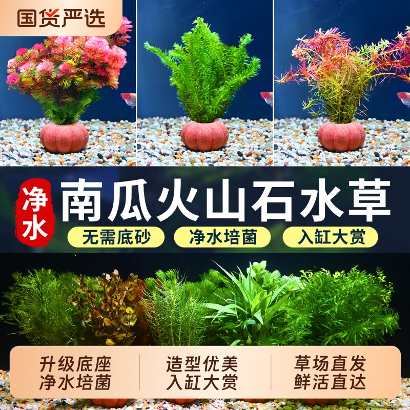 南瓜火山石水草净化|千人加购图片