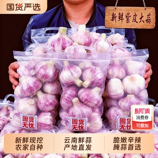 新鲜大蒜云南紫皮鲜蒜湿蒜红皮多瓣批发专用糖醋蒜头香蒜 精品