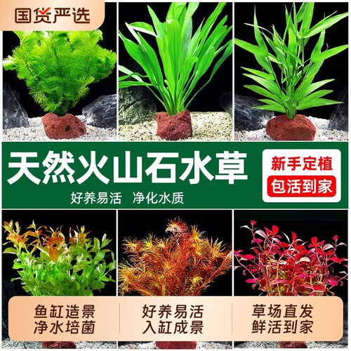 火山石水草净化套餐|千人加购
