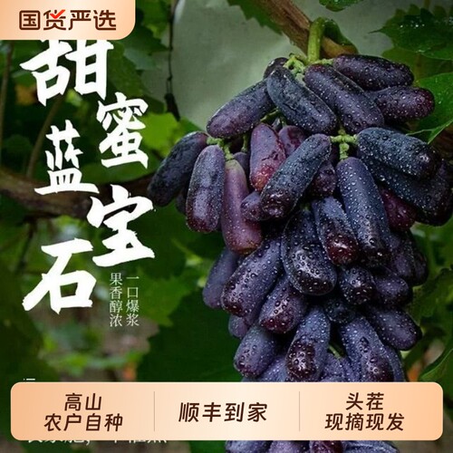 头茬蓝宝石金手指脆甜葡萄