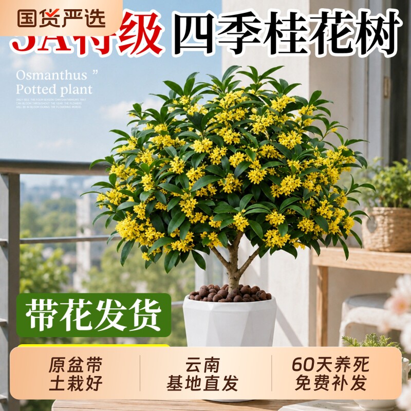 桂花树苗四季桂盆栽多季开花不断室内浓阳台庭院香型花卉植食物图片