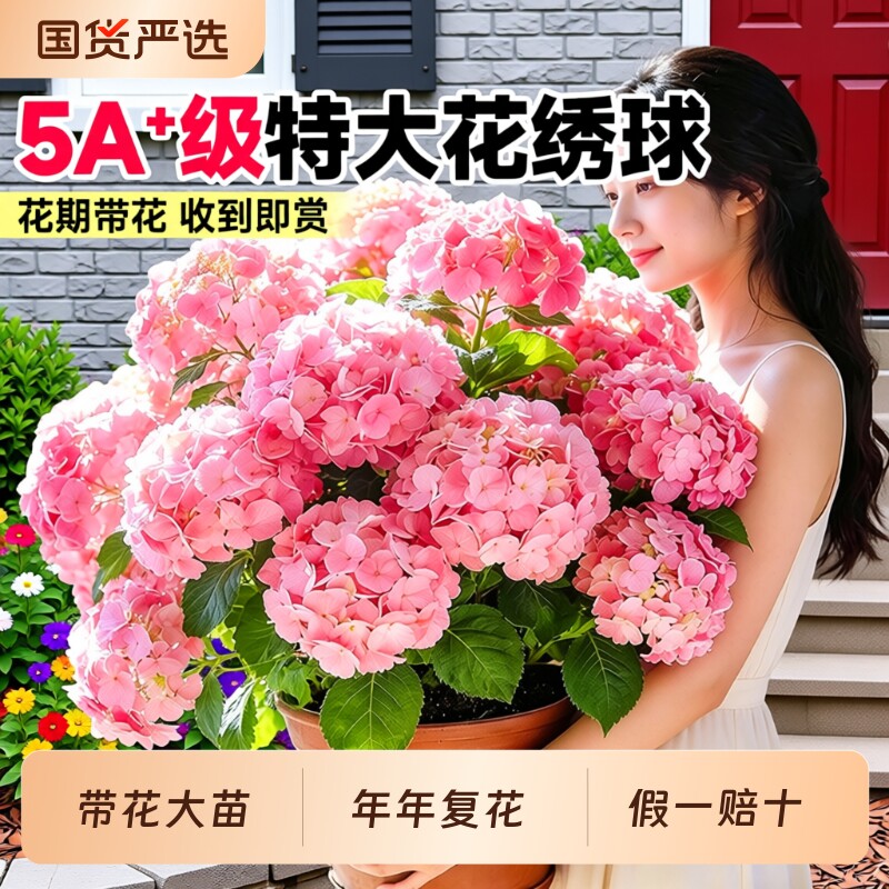 绣球花盆栽带花苞无尽夏花苗花卉四季鲜花阳台庭院室内绿植物开花
