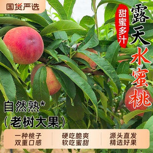 现货新鲜水蜜桃露天当季现摘大水果软油春雪毛桃子脆甜整箱时令