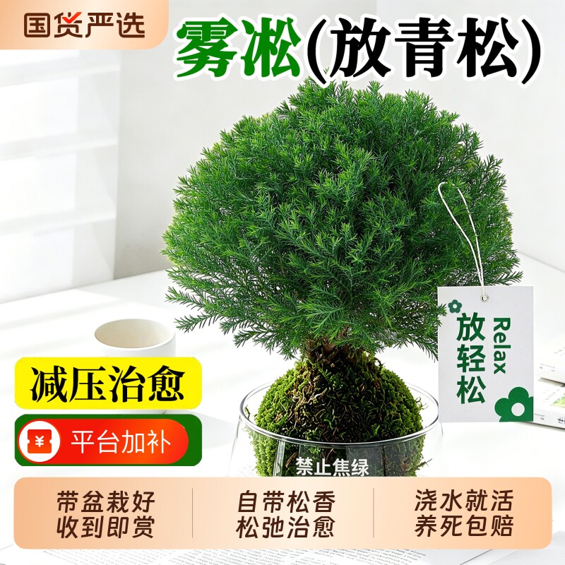 放青松雾凇苔藓球室内客厅办公桌面创意绿植水培植物好养盆栽摆件