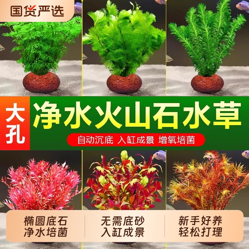 鱼缸火山石水草植物造景阴性真草水培蜈蚣草水榕绿菊净化水质套餐