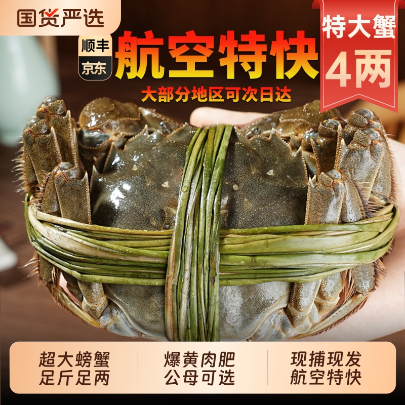 【活蟹现货】阳澄后荡湖苏州大闸蟹鲜活全母公4.0两超大螃蟹河蟹