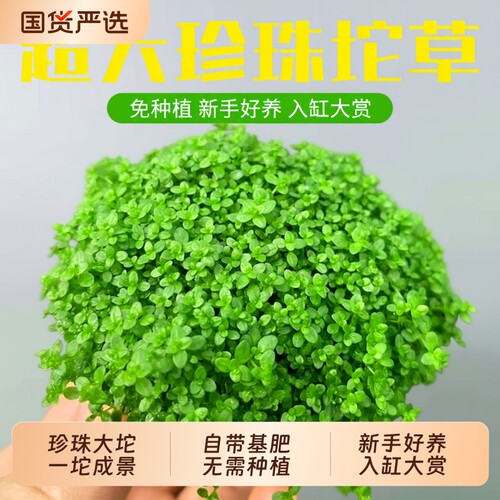 高珍珠爬地珍珠草|超4000次加购