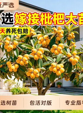 枇杷树苗当年不结果退全款