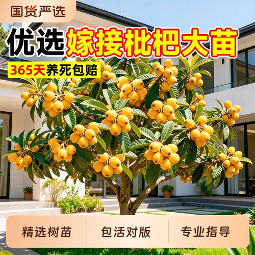 枇杷树苗当年不结果退全款