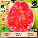 包邮 芭乐红心新鲜水果5斤当季 软甜奶油胭脂红芭乐番石榴树熟大果