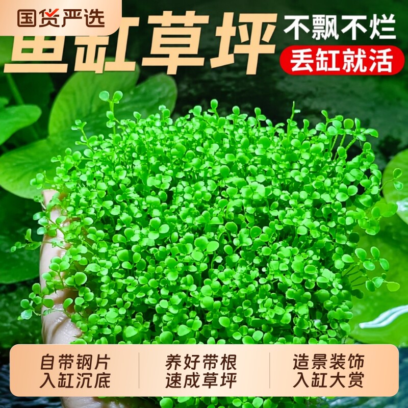 爬地矮珍珠水草鱼缸普坪造景专用图片
