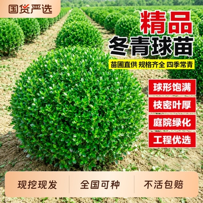 冬青球大叶黄杨球型树苗庭院别墅围墙篱笆树耐寒植物工程绿化苗木