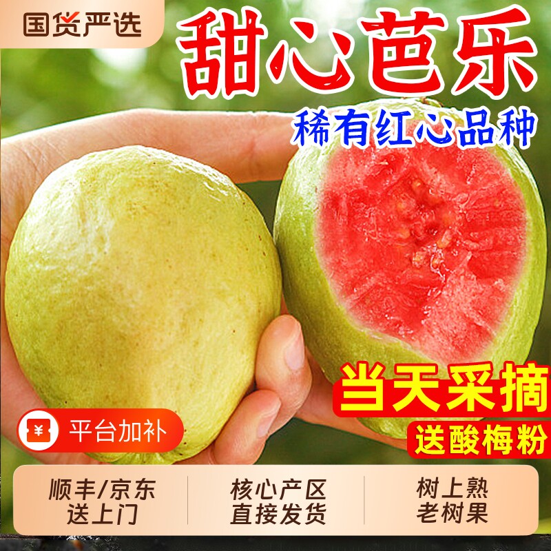 福建漳州红心芭乐番石榴新鲜水果5斤当季软糯胭脂红巴乐鸡屎果