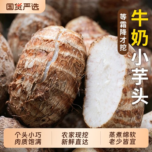 云南牛奶芋头小香芋5斤现挖农家