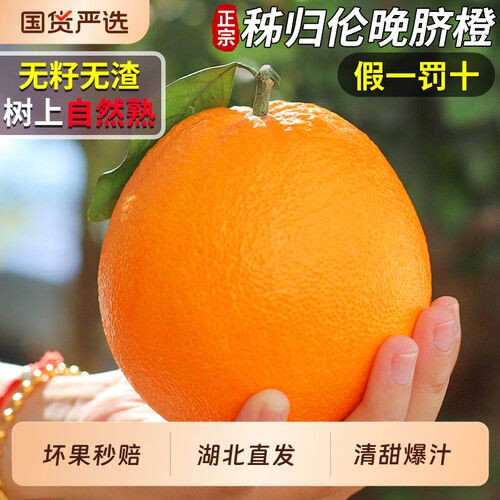 【假一罚十】正宗湖北伦晚脐橙