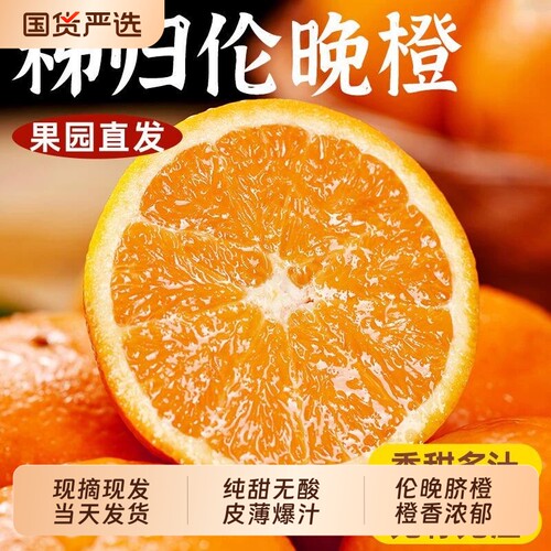正宗湖北秭归伦晚脐橙旗官方旗舰店新鲜水果甜现摘橙子手剥春橙
