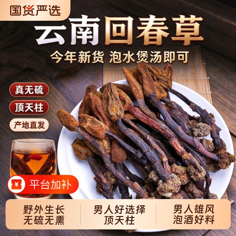云南野生回春草整根正品搭配肉苁蓉金锁阳黑玛卡男性泡酒料顶天柱