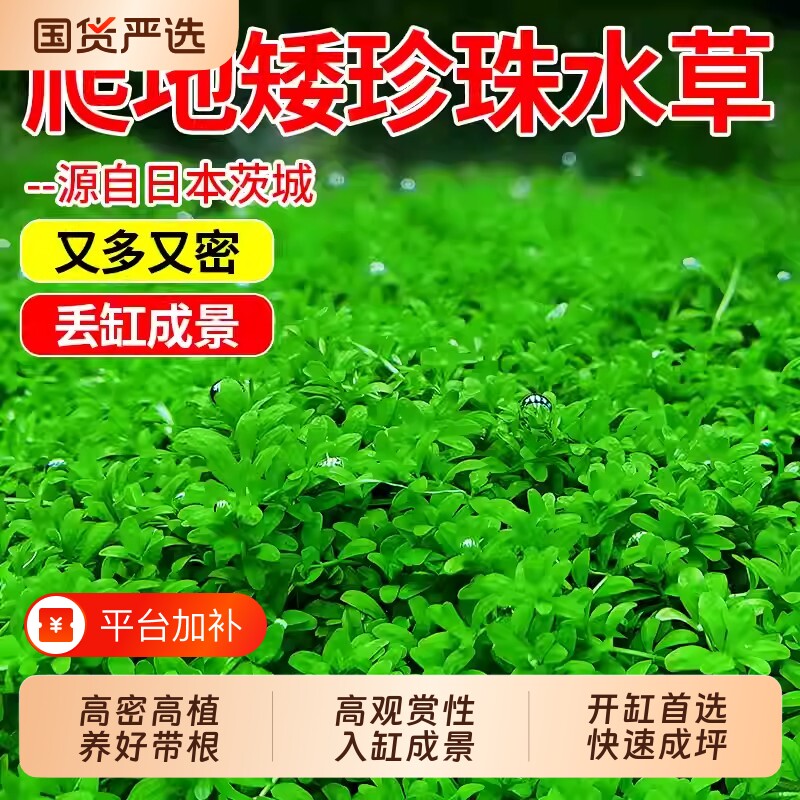 爬地矮珍珠鱼缸水草专用日本趴地矮珍珠植物日本矮迷你矮生态造景