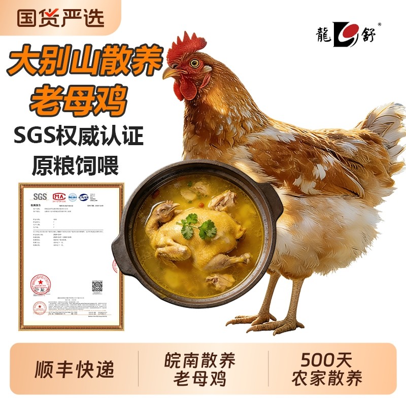 大别山土鸡农家散养老母鸡走地鸡皖南深山散养新鲜现杀生鲜鸡整只