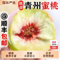 青州冬雪蜜桃5斤大毛桃新鲜水果当季正宗山东脆桃毛桃子现摘顺丰