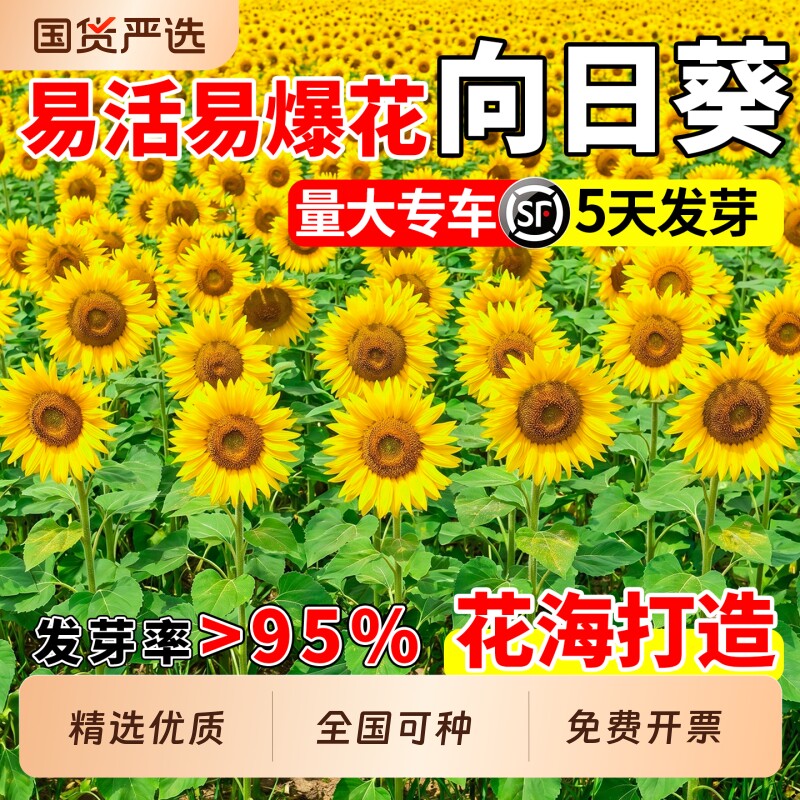 向日葵种子四季播种食用庭院观赏公园花海造景花籽野花组合种籽