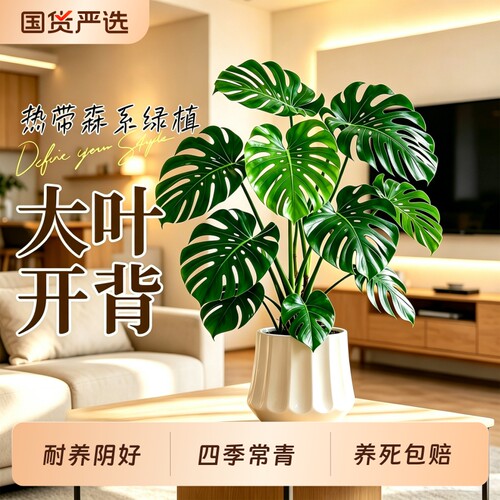 龟背竹盆栽客厅办公室内桌面绿植净化空气四季好养活高级感植物