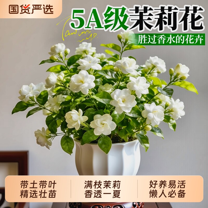 茉莉花花卉盆栽老桩鲜花四季树苗开花客厅室内绿植物好养易活花苗