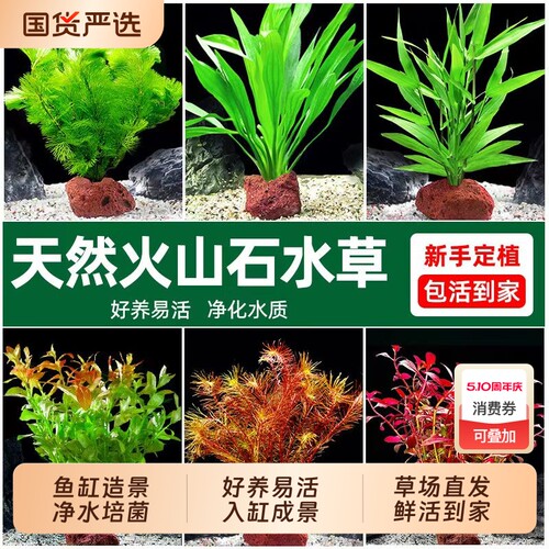 鱼缸水草植物真草造景火山石套餐