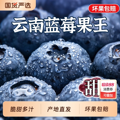 云南蓝莓王丨特大果丨新鲜速达