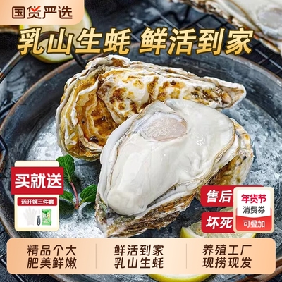 鲜活直发乳山生蚝牡蛎烧烤食材