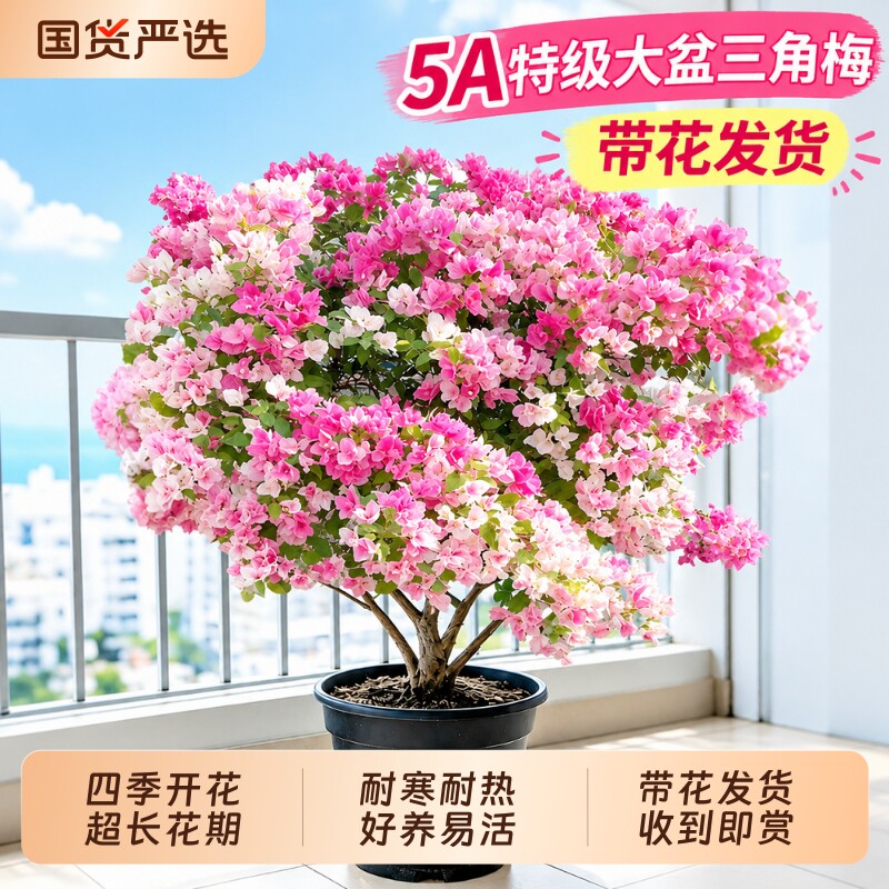 【全网热销100w+】特级三角梅图片