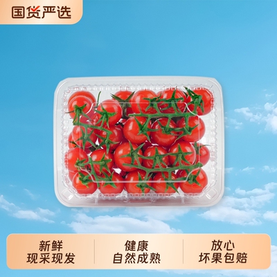 柿一家串收樱桃番茄新鲜水果千禧圣女果小西红柿绿色健康