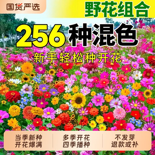 野花组合种子四季种植南北方室内外阳台庭院种植七彩格桑花卉种籽