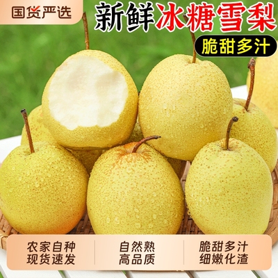 新鲜冰糖雪梨,产地直采,酥脆多汁